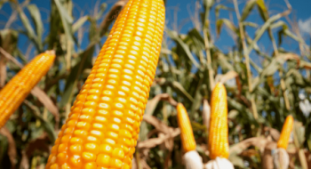 Cresce procura de criadores por milho dos estoques públicos